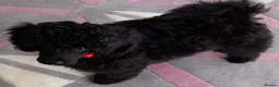 Cavapoo dogs for sale: ADORABLE DNA TESTED TOY CAVAPOO PUPPY'S  - Advert 27