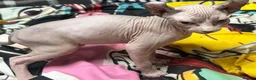 Sphynx cats for sale: LOVING SPHYNX KITTENS READY TO GO🤍 - Advert 7