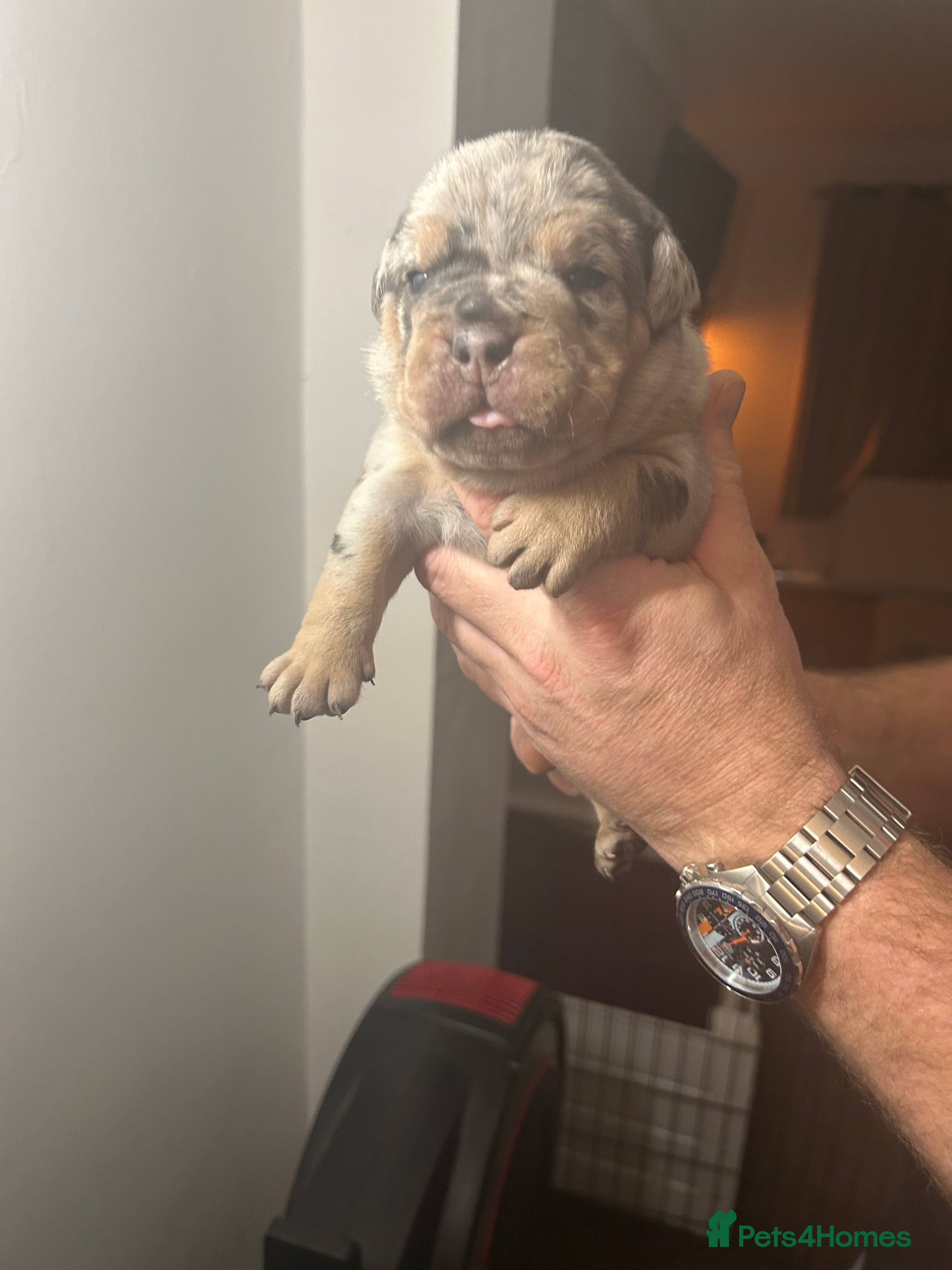 Olde English Bulldogge dogs 🔥Olde English bulldog puppies 🔥 - Advert 1