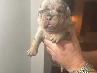 Olde English Bulldogge dogs 🔥Olde English bulldog puppies 🔥 - Advert 1