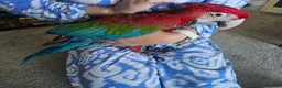 Macaws birds for sale: Gorgeous Baby Greenwing Macaws in Halifax - Advert 4