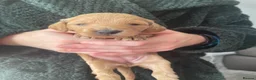 Mini Goldendoodle dogs for sale: Goldendoodle puppies  - Advert 30
