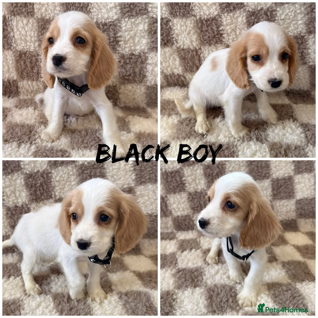 Cocker Spaniel dogs for sale: ⭐️BEAUTIFUL COCKER SPANIEL READY NOW ⭐️ - Advert 7