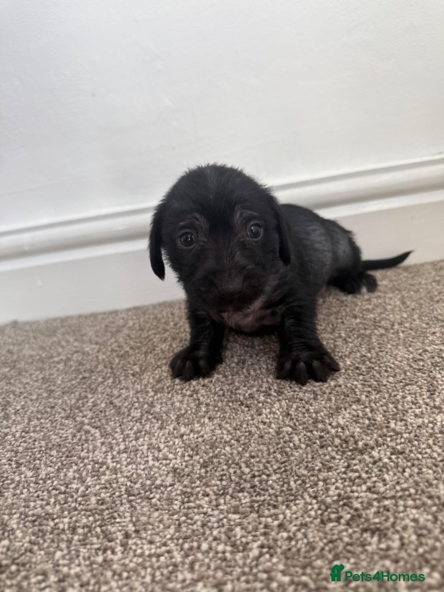 Mixed Breed dogs Dachshund x Cross puppies  - Advert 17