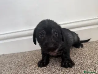 Mixed Breed dogs Dachshund x Cross puppies - Advert 17