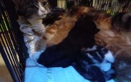 Mixed Breed cats for sale: Four mixed breed British short kittens - Image 33