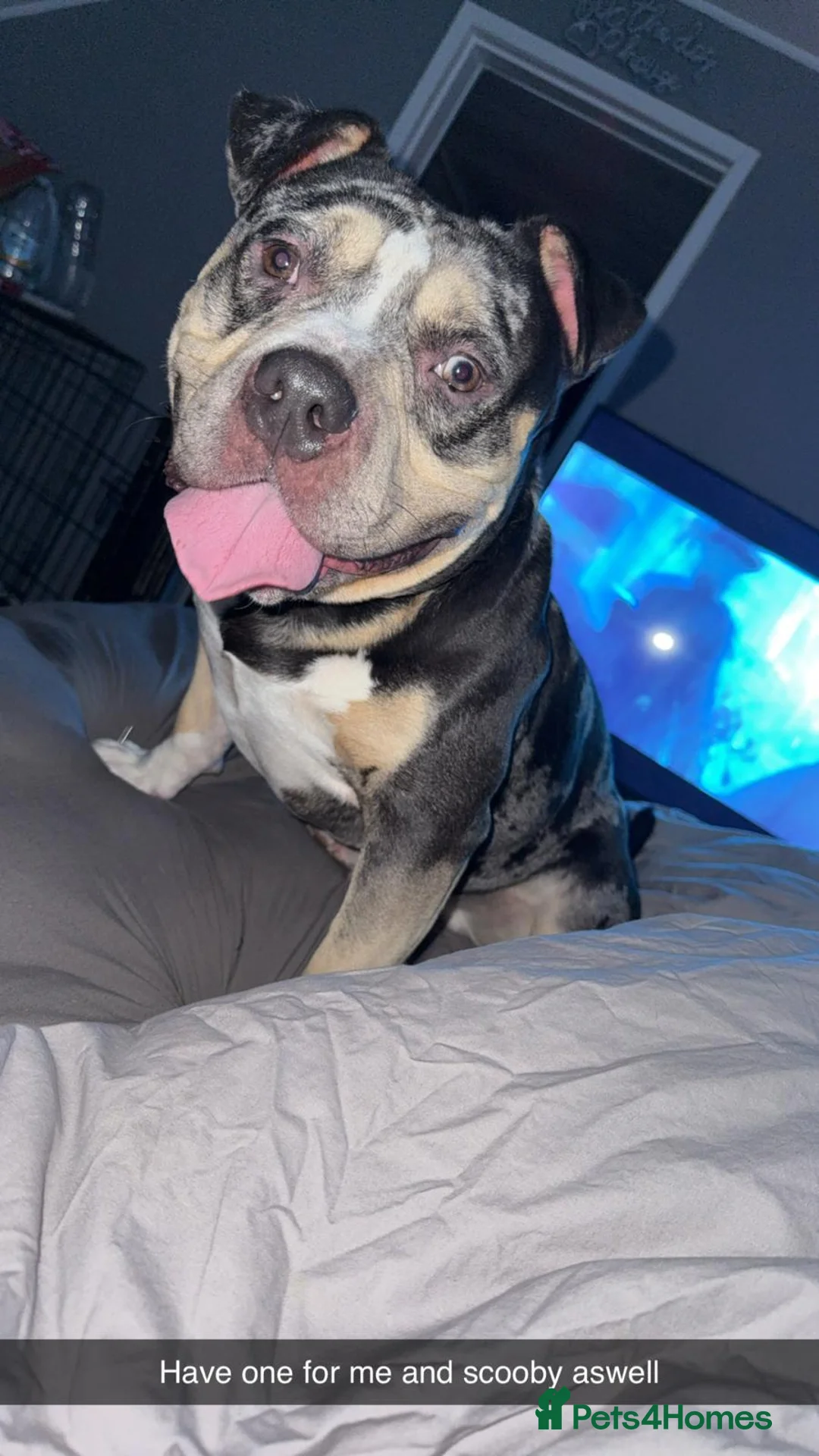 American Bully dogs for stud: 💙🐾 BLUE MERLE POCKET BULLY STUD AVAILABLE 🐾💙 - Advert 2