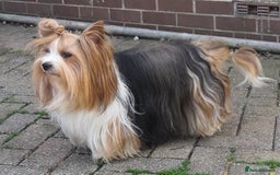 Biewer Terrier dogs for sale: Gorgeous Biewer Terrier puppies  - Image 11