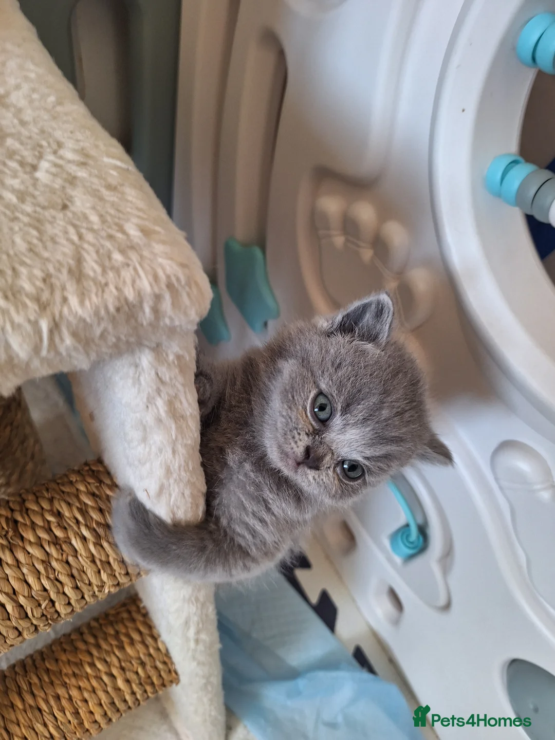 British Shorthair cats for sale: Adorable BSH kitten,London, 1 grey colour boy left - Advert 12