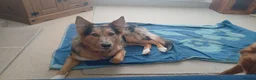 Mixed Breed dogs for sale: Shollie litter expected on the 16th of September - Advert 4