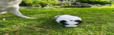 Border Collie Puppy 4