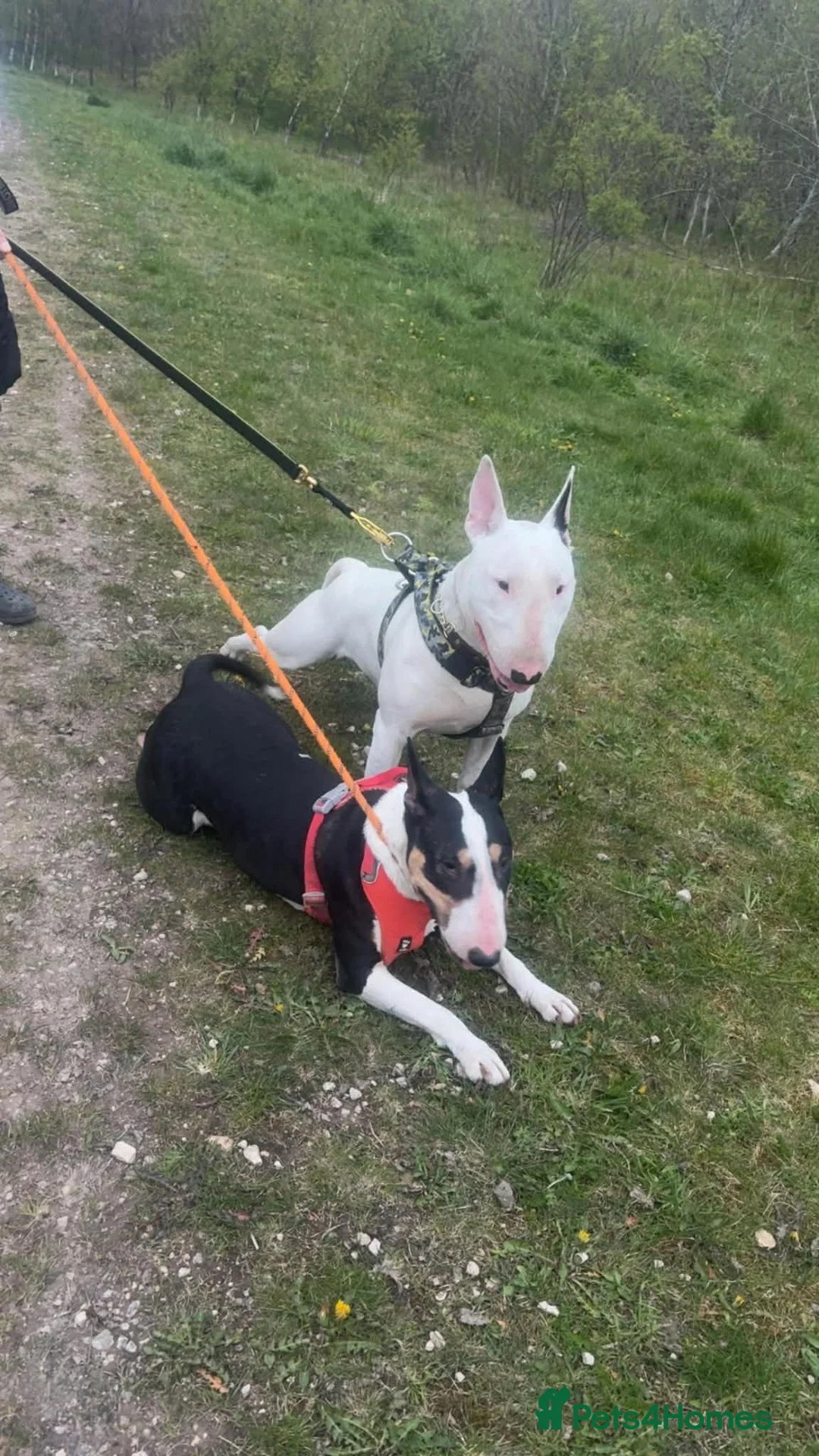 English Bull Terrier dogs for sale: Stunning English Bull Terrier pups. - Advert 2