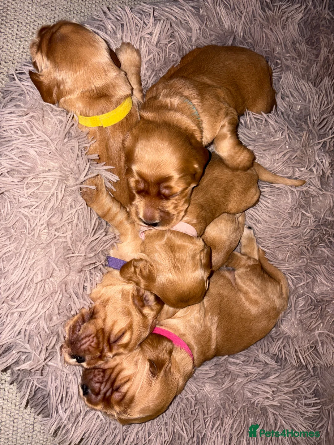 Cocker Spaniel dogs for sale: Show type cocker spaniels - Advert 5