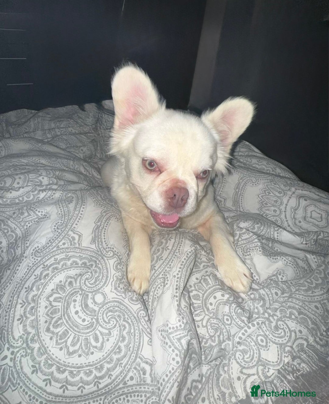 French Bulldog dogs for sale: 8 month frenchie pup OPEN TO OFFERS - Advert 1