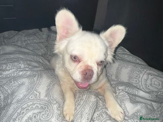 French Bulldog dogs 8 month frenchie pup OPEN TO OFFERS - Advert 1