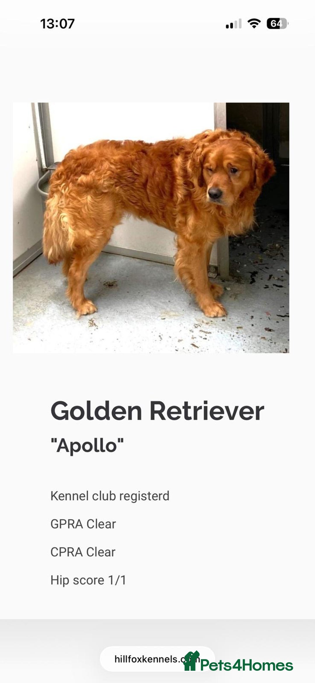 Golden Retriever dogs for sale: beautiful KC GR READY 23/12/25 - Advert 3