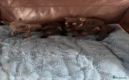 French Bulldog dogs for sale: French Bulldog puppies. 3 x boys 1 x girl - Image 8