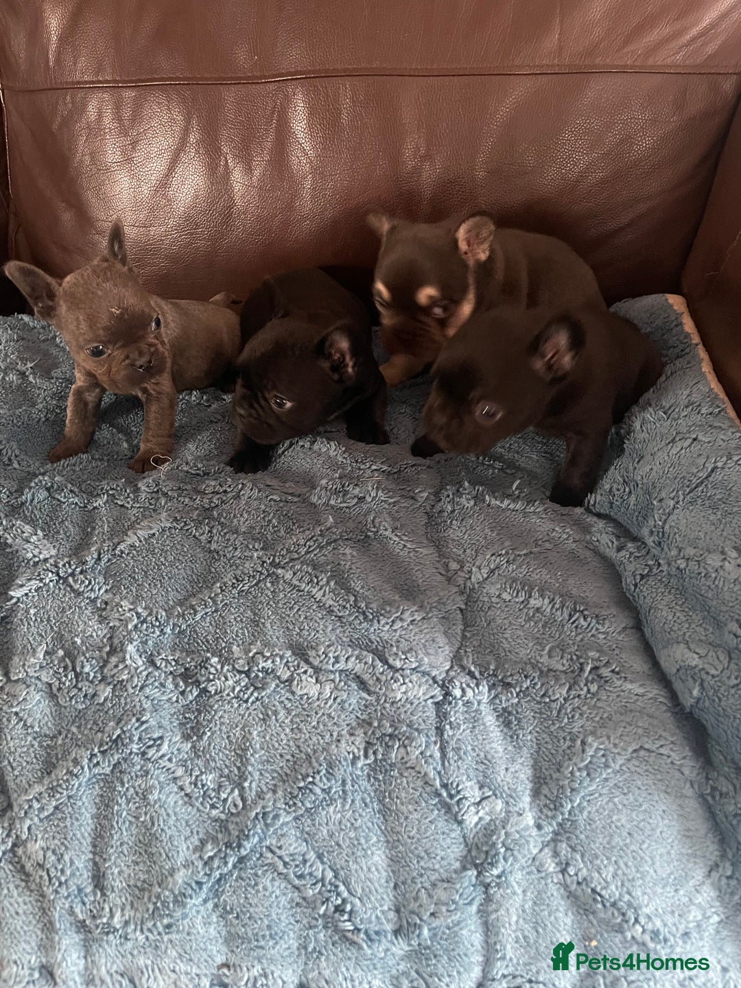 French Bulldog dogs for sale: French Bulldog puppies. 3 x boys 1 x girl - Image 8