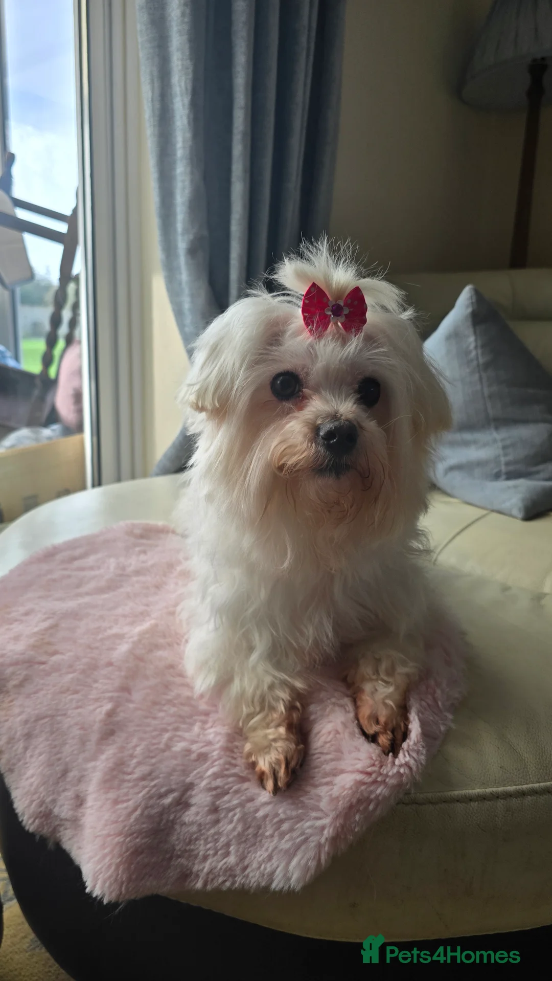 Maltese dogs for sale: *Beautiful Maltese 4yrs girl* - Advert 5