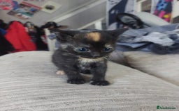 Mixed Breed cats for sale: 4 beautiful kittens looking for their forever home - Image 2
