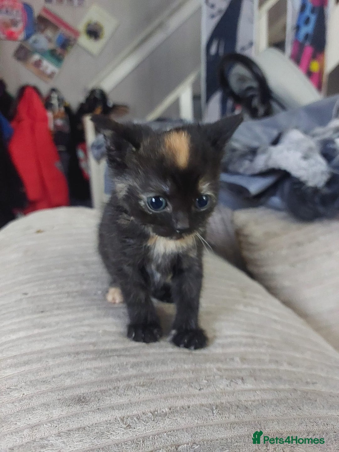 Mixed Breed cats for sale: 4 beautiful kittens looking for their forever home - Image 2
