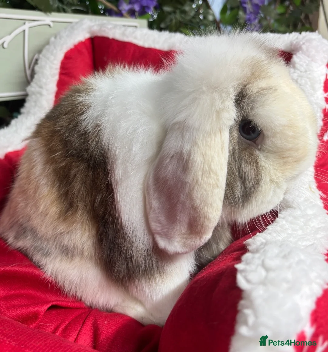 Mini Lop rabbits for sale: 🧡PEDIGREE MINILOPS🧡 - Advert 23