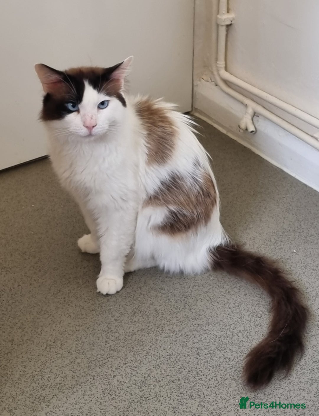 Ragdoll cats for sale: Ragdoll Bicollor girls - Advert 9