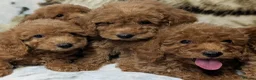 Toy Poodle dogs for sale: Stunning DNA Clear Toy Mini Poodle Puppies  - Advert 5
