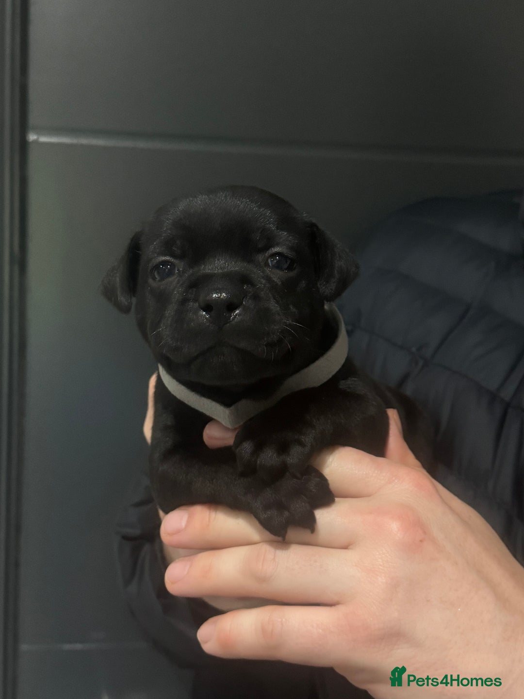 Staffordshire Bull Terrier dogs for sale: Unreal black Staffordshire bull terrier pups avail - Advert 3