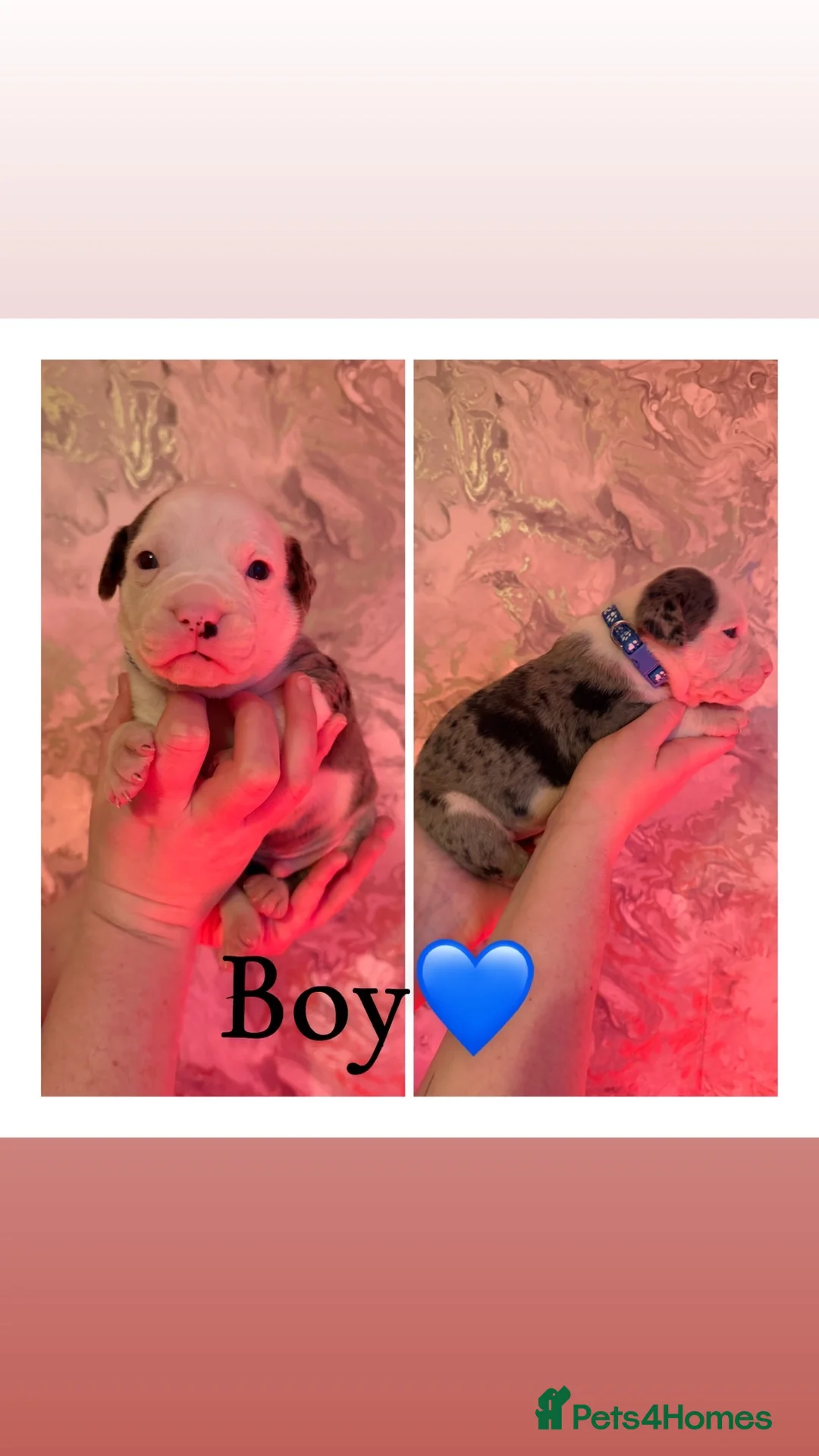 Alapaha Blue Blood Bulldog dogs for sale: Alapaha blue blood bulldog Puppies - Advert 8