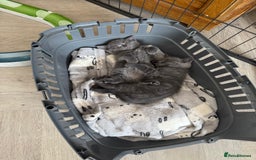 British Shorthair cats for sale: British Shorthair babies  - Image 13