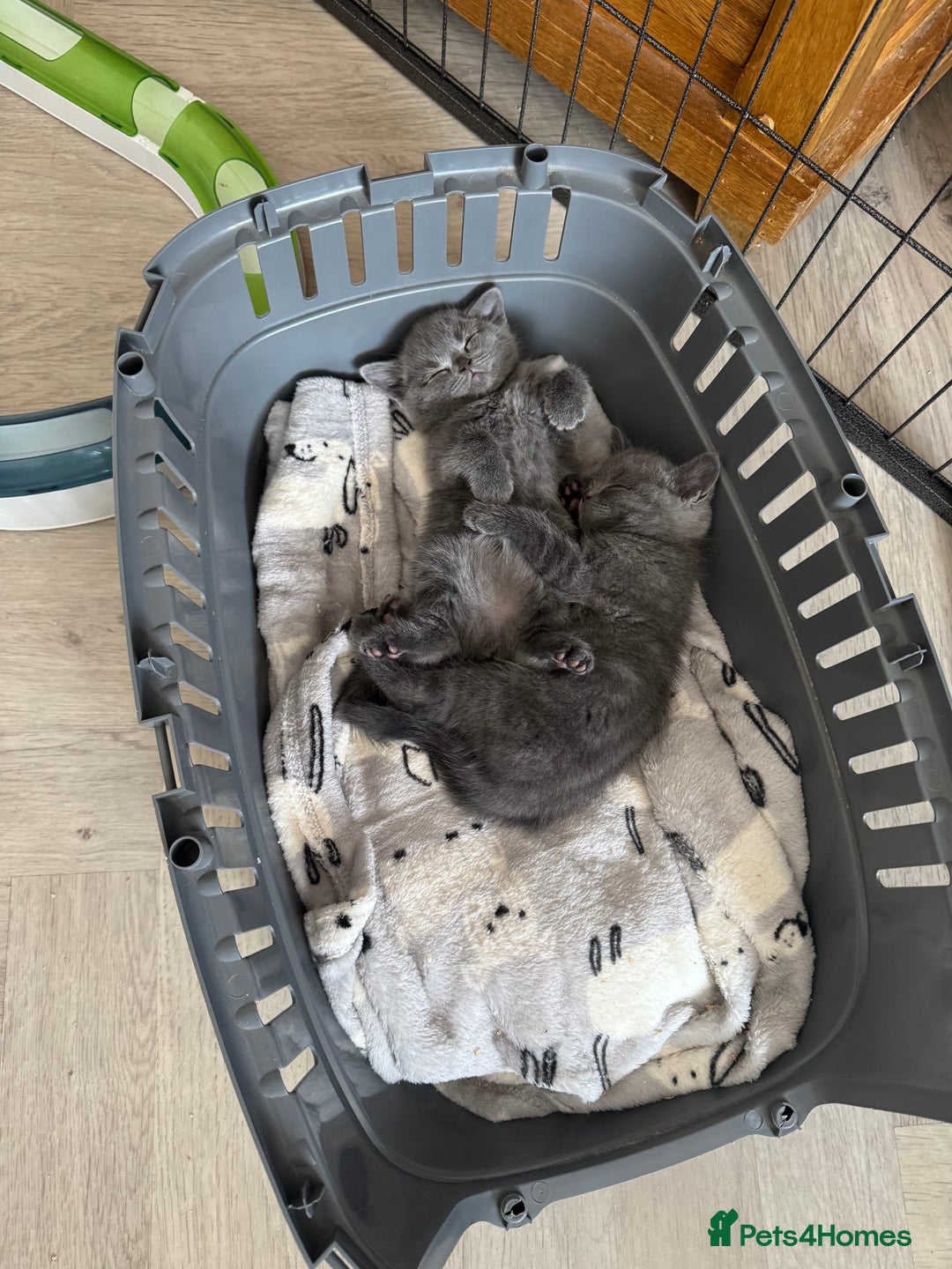 British Shorthair cats for sale: British Shorthair babies  - Image 13