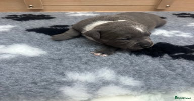 Staffordshire Bull Terrier dogs - Advert 5