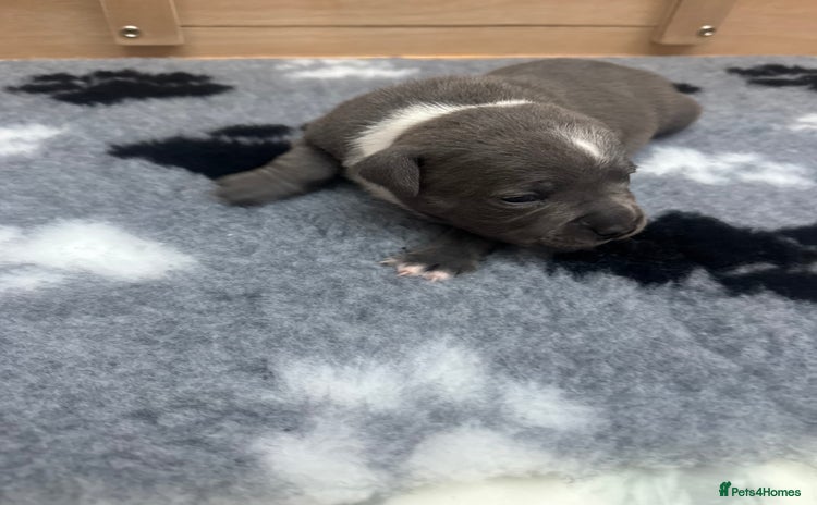 Staffordshire Bull Terrier dogs - Advert 2