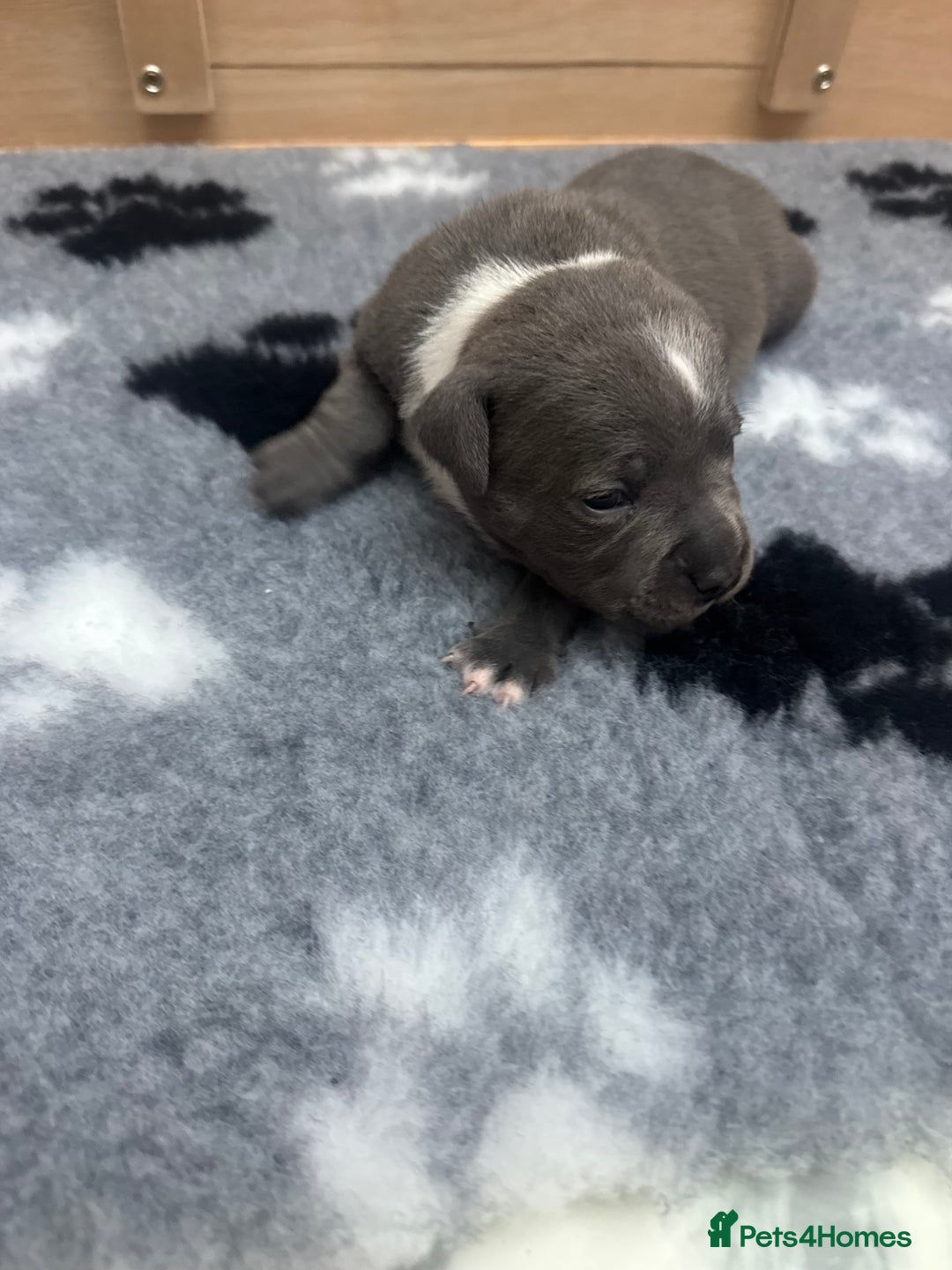 Staffordshire Bull Terrier dogs for sale: LAST BOY Stunning 🔵Staff pups KC READY TO GO ❤️❤️ - Advert 4