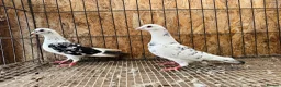 Pigeons birds for sale: TIGER GRIZZLED RACING PIGEONS - Advert 7