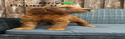 Goldendoodle dogs for sale: 🐾7 beautiful goldendoodles ready now🐾 - Advert 16