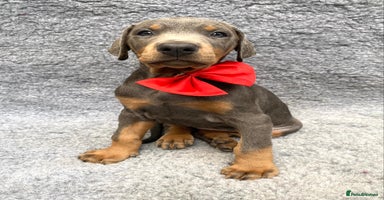 Dobermann dogs - Advert 3