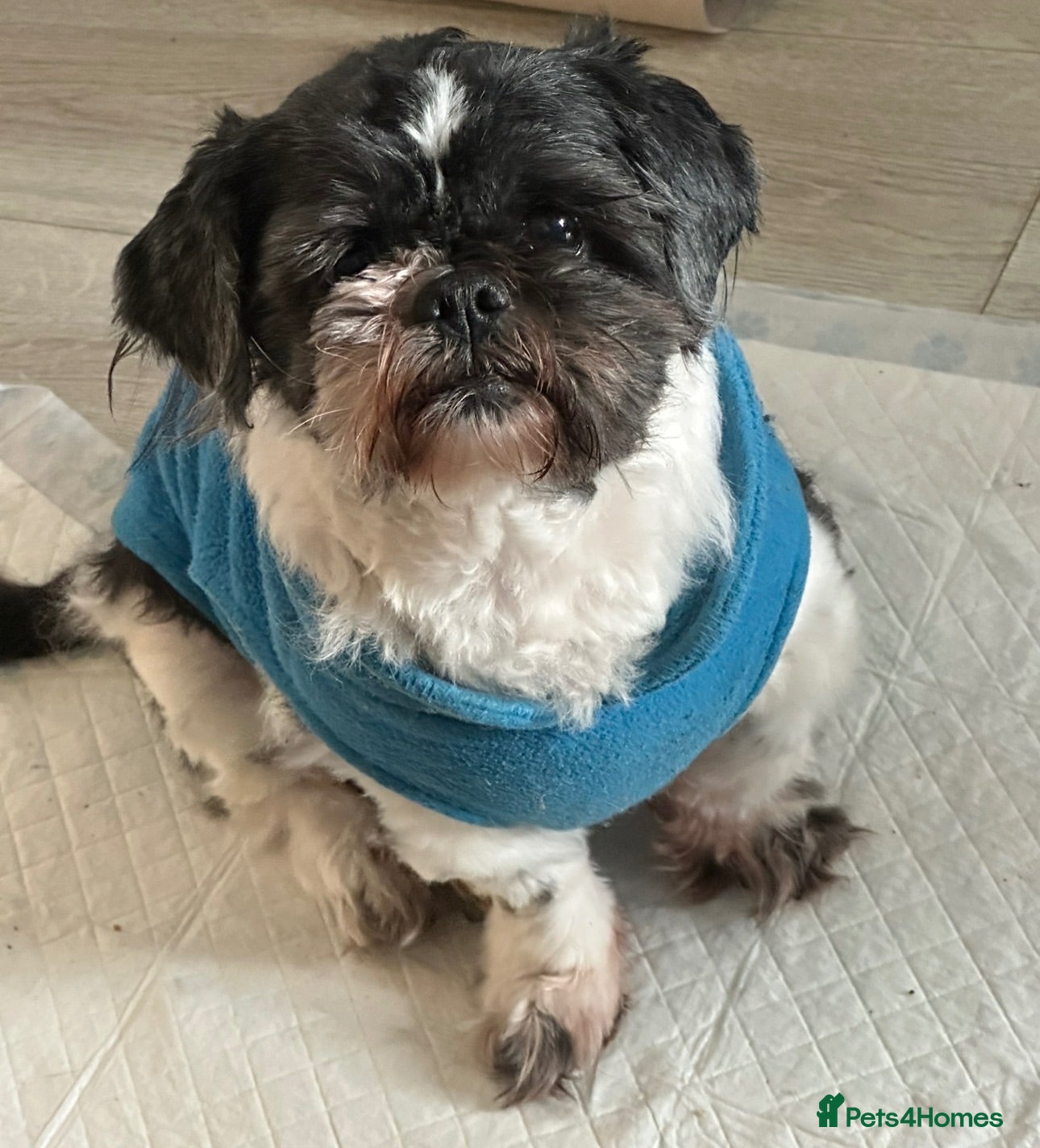 Shih Tzu dogs Beautiful male Shih Tzu. - Advert 13