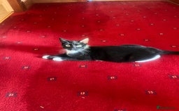 Mixed Breed cats for sale: Gorgeous kittens  - Image 7