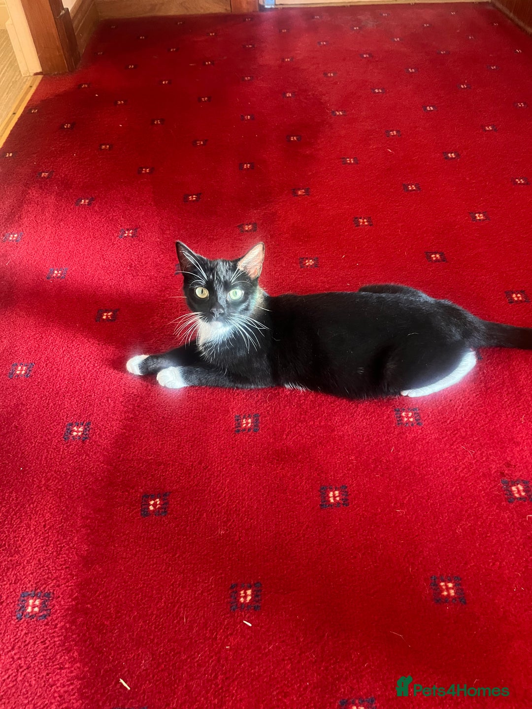 Mixed Breed cats for sale: Gorgeous kittens  - Image 7