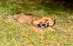 Chow Chow dogs for sale: 4 month old chow chow male  - Image 15