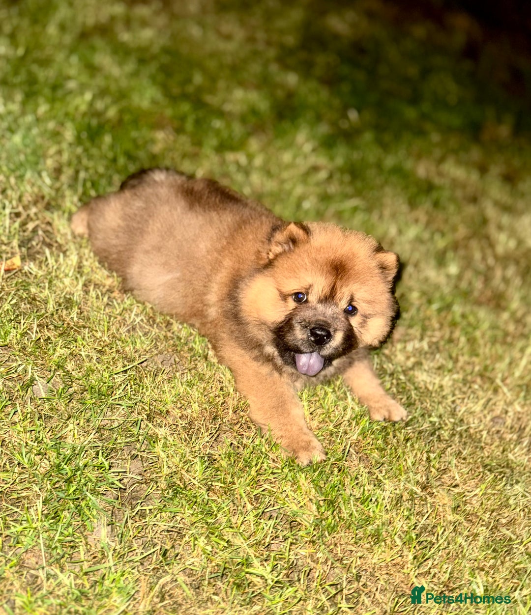 Chow Chow dogs for sale: 4 month old chow chow male  - Image 15