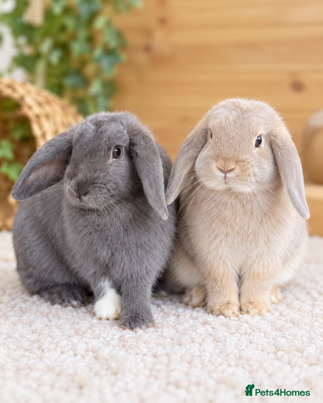 Mini Lop rabbits Pure Bred Mini Lop Rabbits. 1 blue+ 3 grey/white. - Advert 1