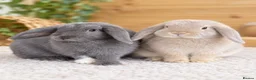 Mini Lop rabbits for sale: Pure Bred Mini Lop Rabbits. 1 blue+ 3 grey/white. - Advert 1