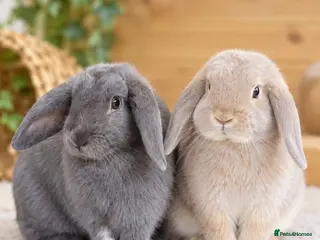 Mini Lop rabbits Pure Bred Mini Lop Rabbits. 1 blue+ 3 grey/white. - Advert 1