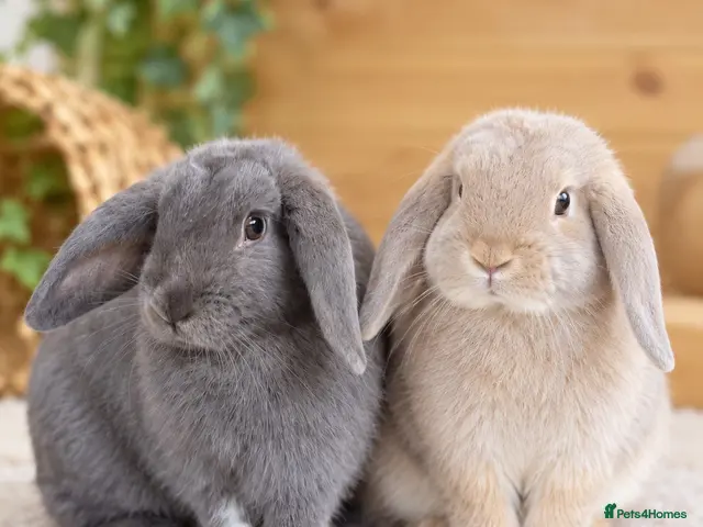 Mini Lop rabbits Pure Bred Mini Lop Rabbits. 1 blue+ 3 grey/white. - Advert 1