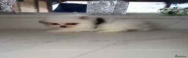 Pomeranian 1