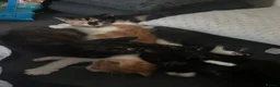 Mixed Breed cats for sale: 5 gorgeous medium/shorthair kittens - Advert 12