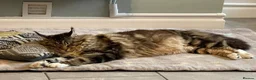 Maine Coon cats for sale: Ex Maine coon queen - Advert 7